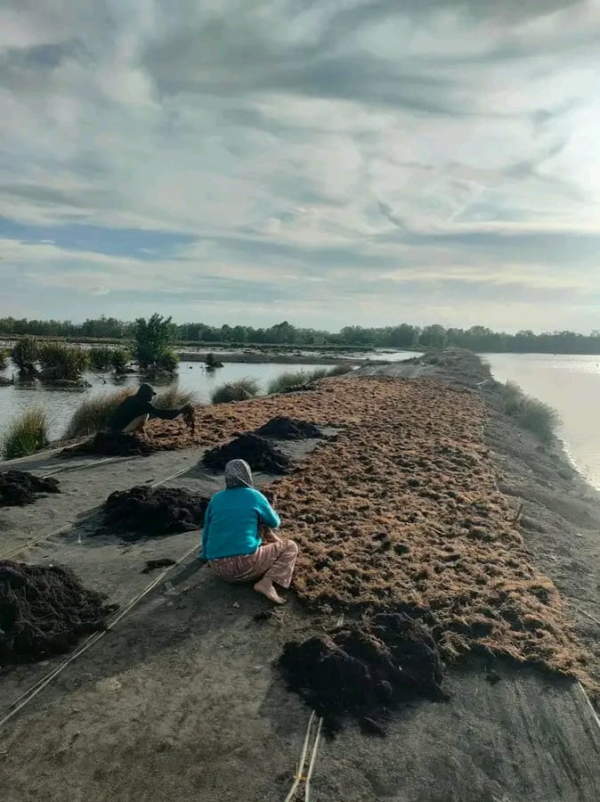 Workers processing seaweed along the coast