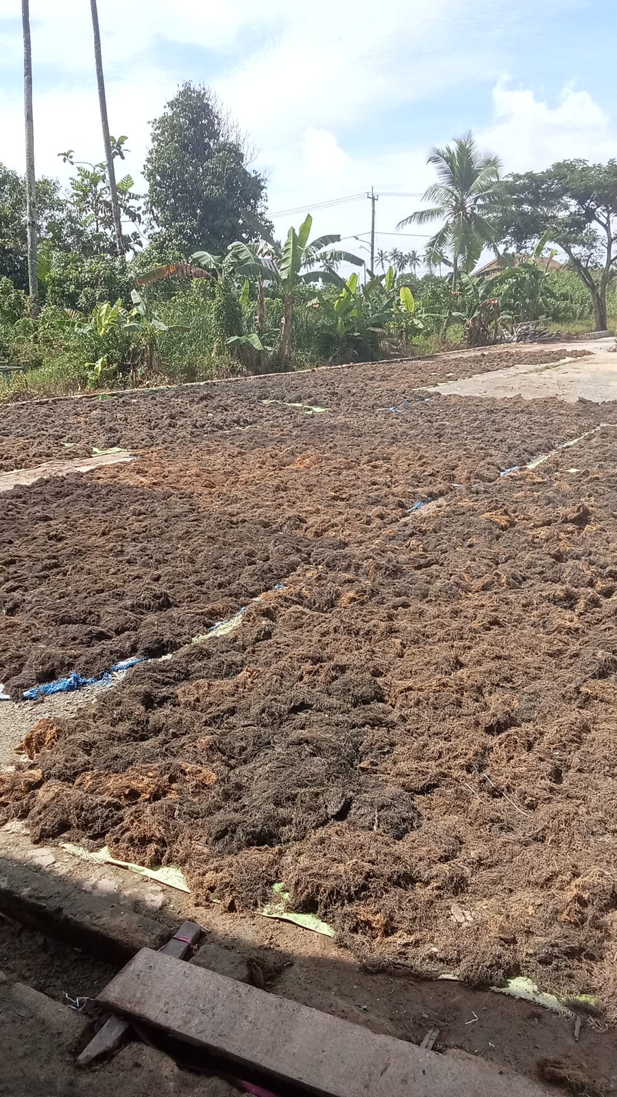 Premium Gracilaria sp. dried seaweed spread for sun drying
