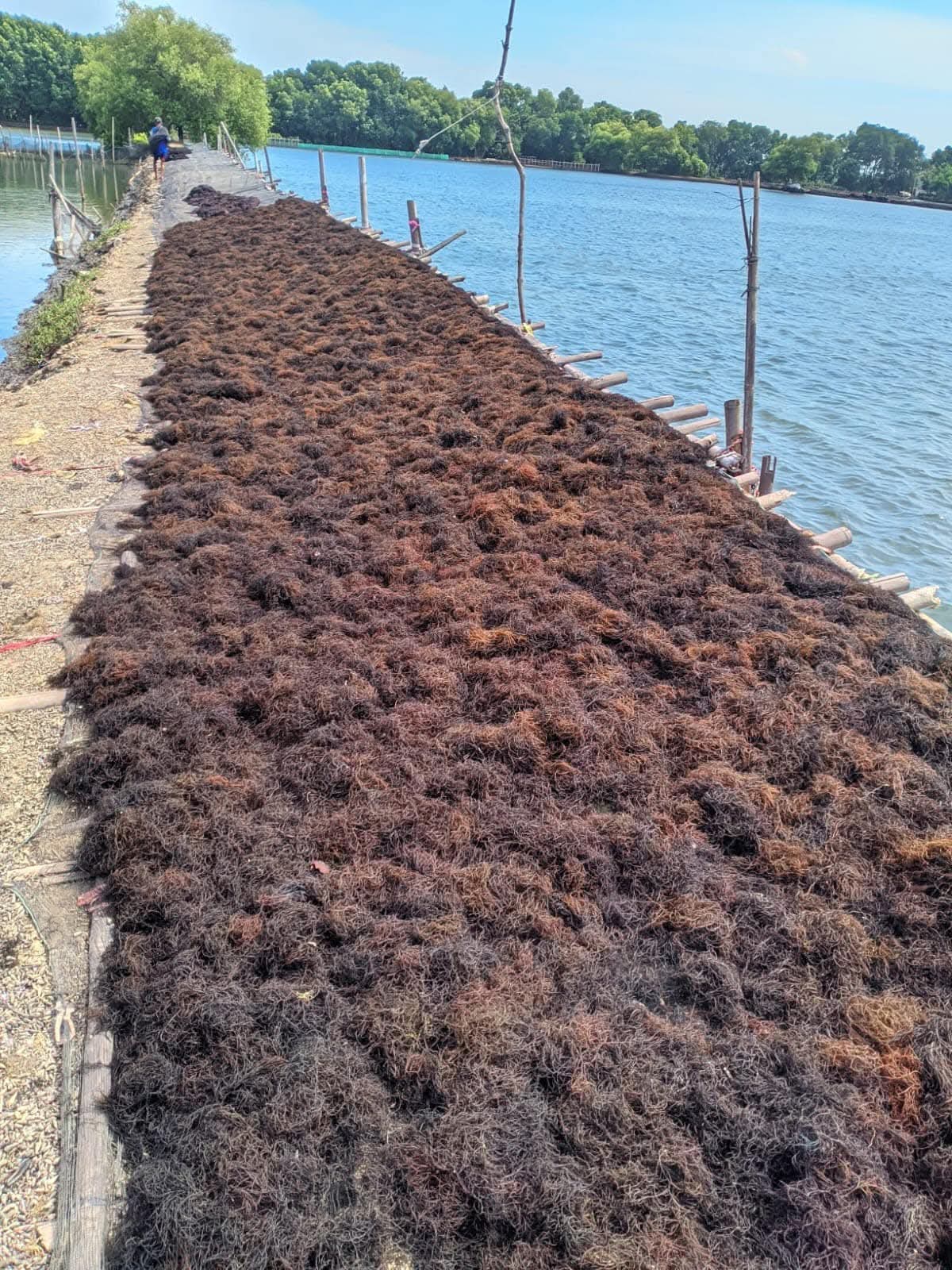 Seaweed drying process along the waterfront