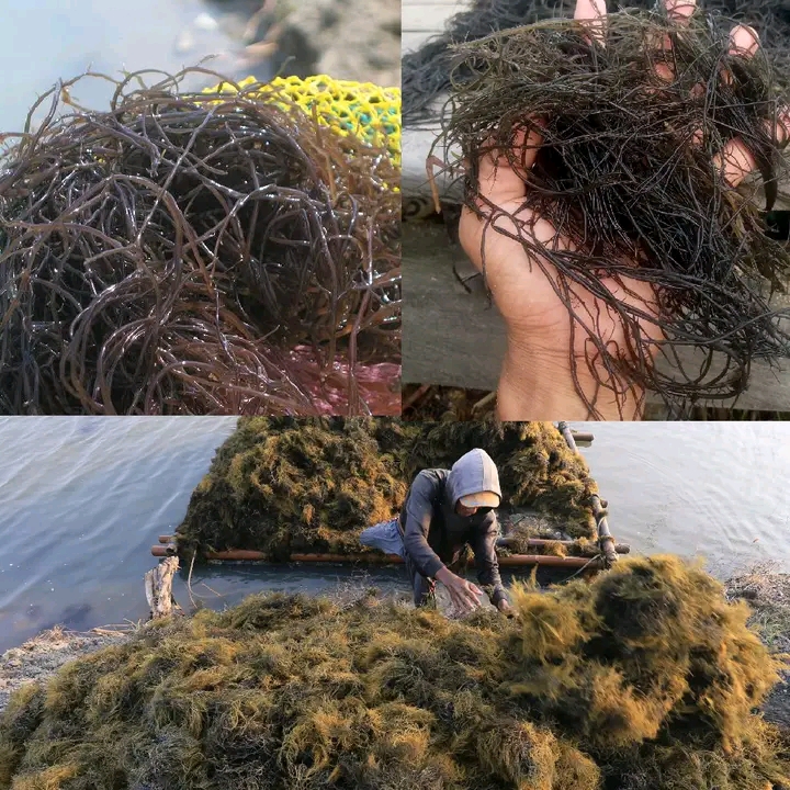 Fresh Gracilaria seaweed harvest