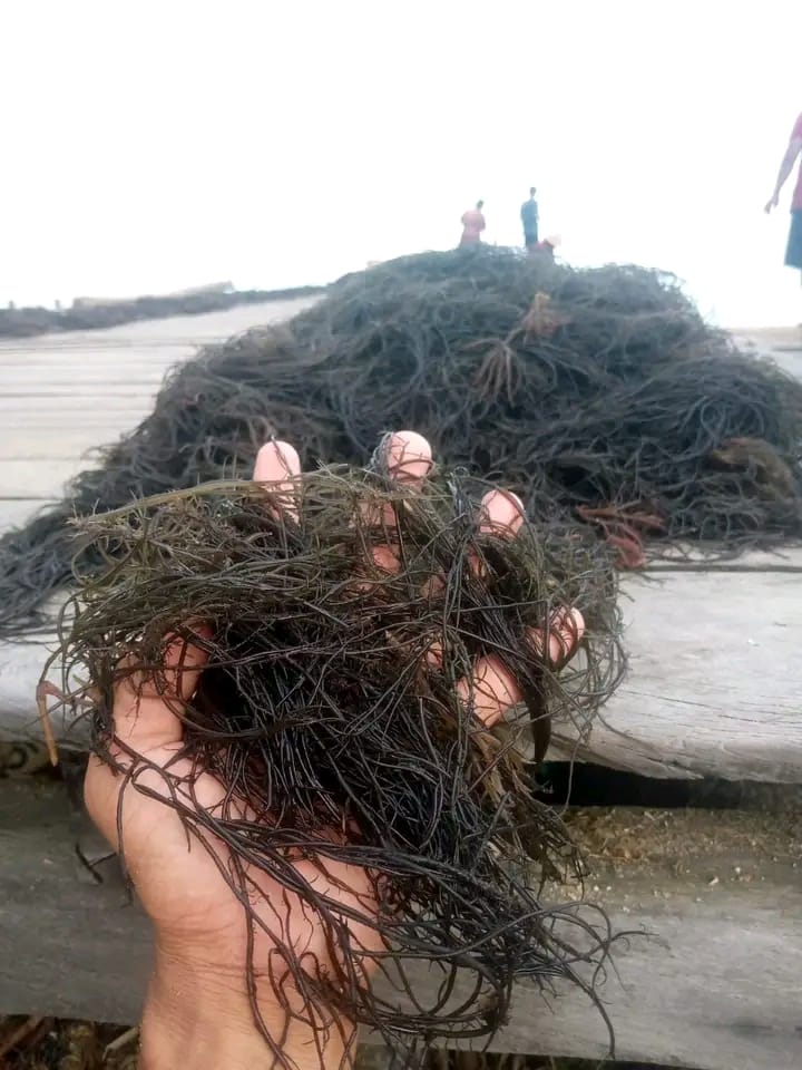Large scale seaweed harvest with workers