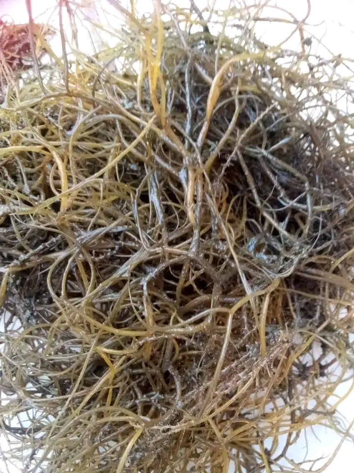 Close-up Gracilaria sp. seaweed sample