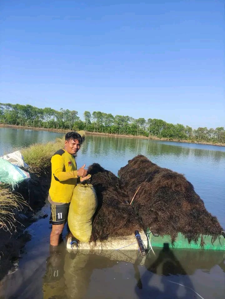 Seaweed harvest on boat